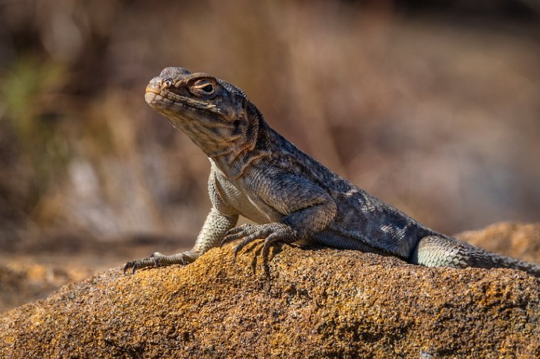 044 Isalo NP, madagaskarleguaan.jpg